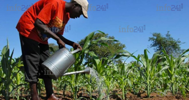 L’avenir de l’alimentation dans le monde dépendra de ce que l’Afrique fera de son agriculture