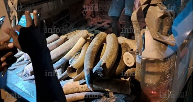 Trafic international d’ivoire&nbsp;: Un braconnier récidiviste renvoyé devant la justice gabonaise le 27 juin