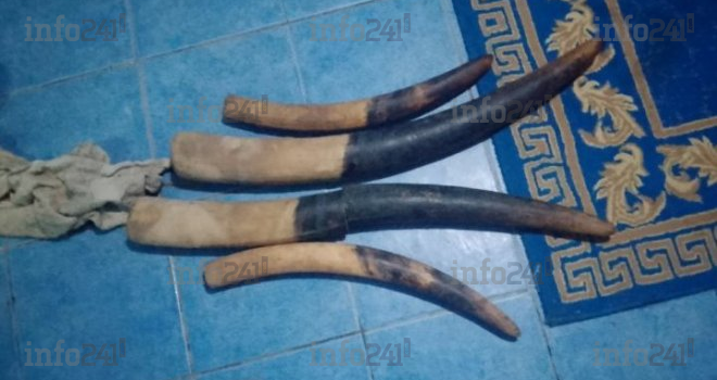 Braconnage&nbsp;: trois trafiquants interpellés à Kango avec des pointes d’ivoire et des armes de chasse