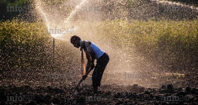 Banque mondiale&nbsp;: Une meilleure répartition de l’eau agricole pourrait générer 245 millions d’emplois durables