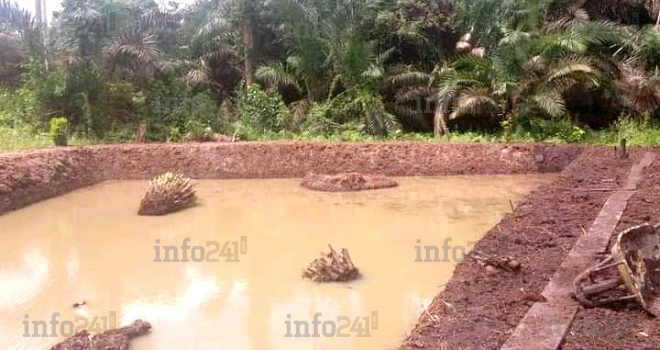 Un forum d’affaires sur les débouchés de la pisciculture au Gabon ce dimanche à Libreville