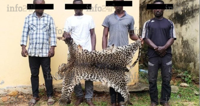 Lambaréné&nbsp;: 4 braconniers appréhendés avec 10 défenses d’ivoire et une peau de panthère